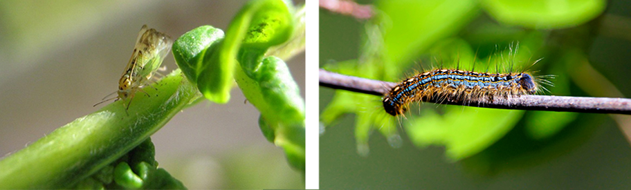 Cottony ash psyllid (left) and forest tent caterpillar (right)