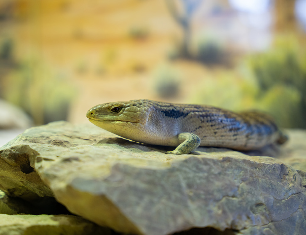 skink