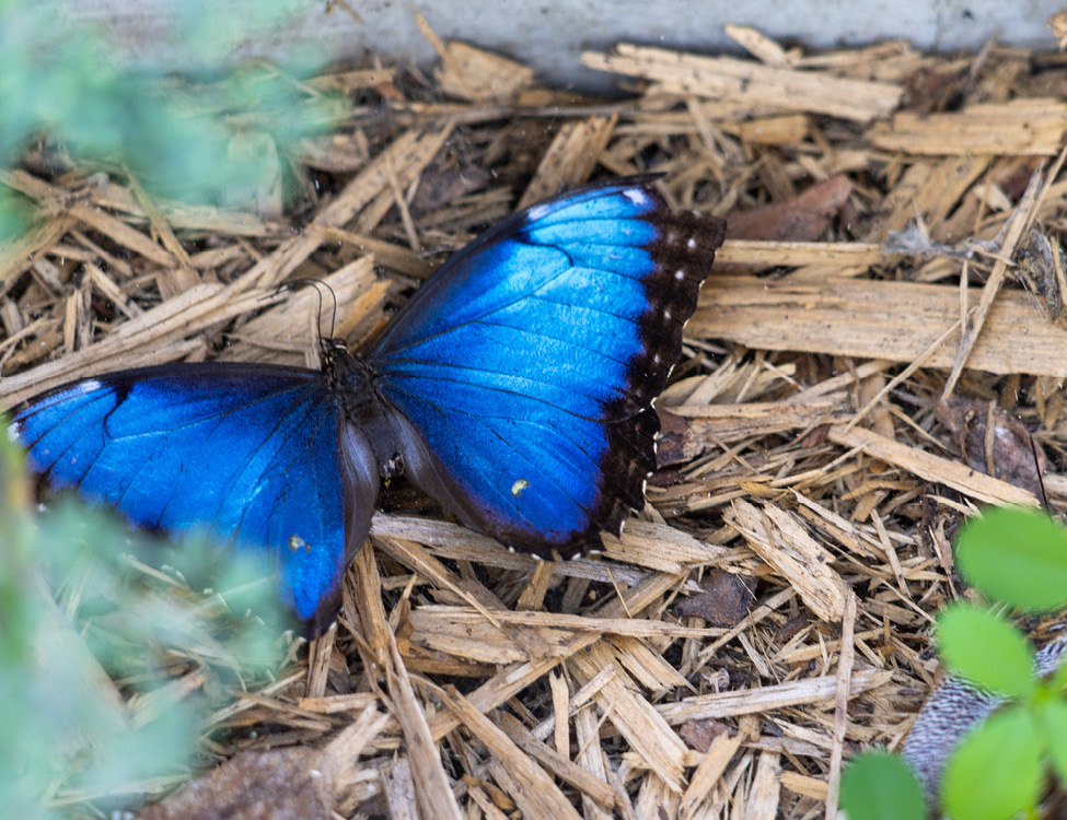 blue butterfly