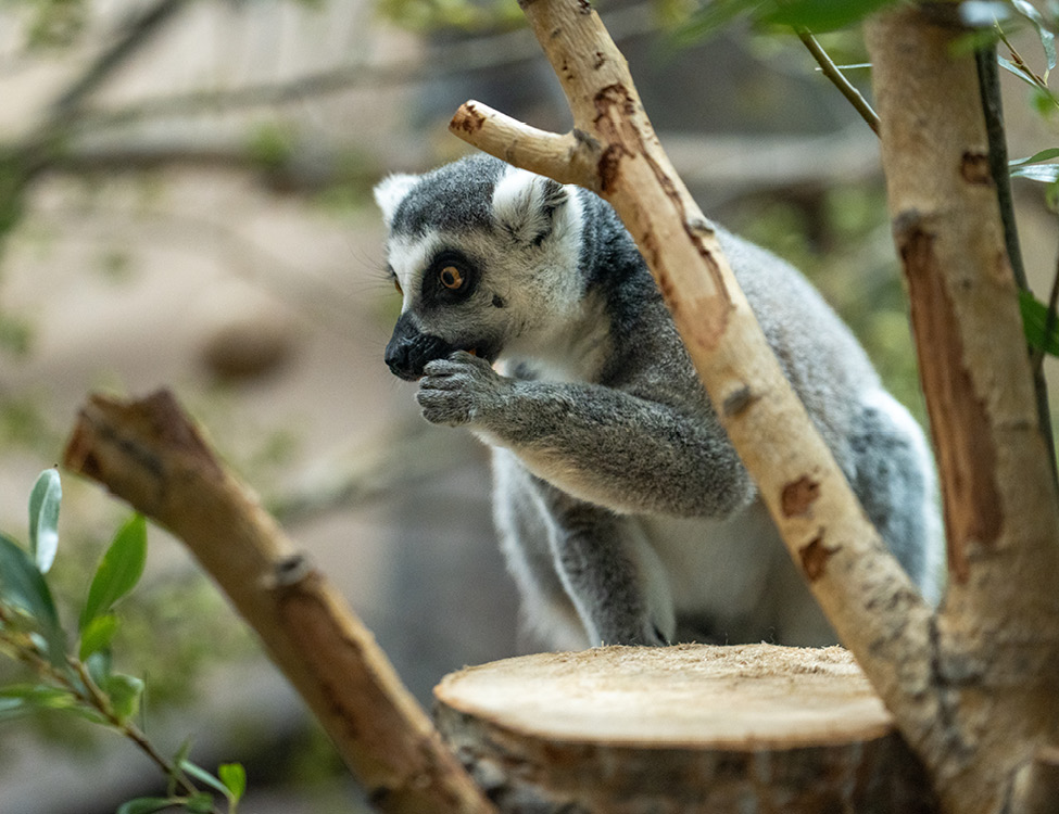 ring-tailed lemur