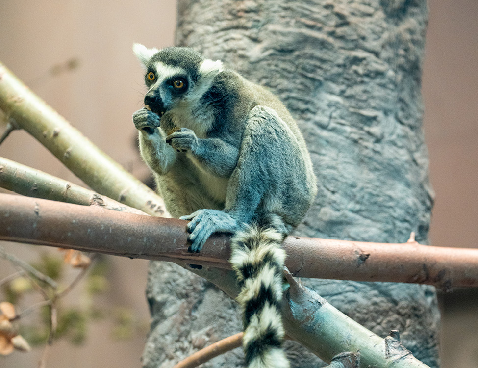 ring-tailed lemur