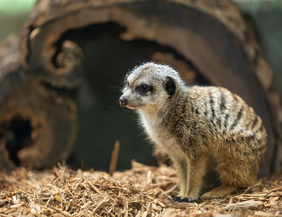 meerkat