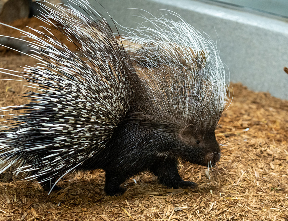 porcupine