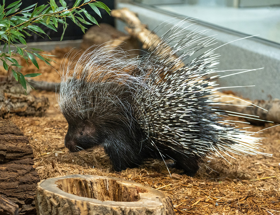 porcupine