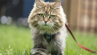 cat on leash