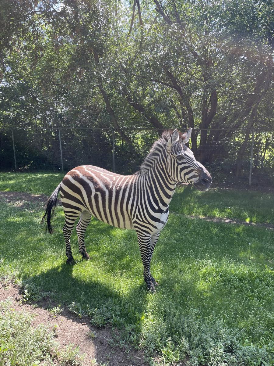 Saskatoon Forestry Farm Park & Zoo | Saskatoon.ca