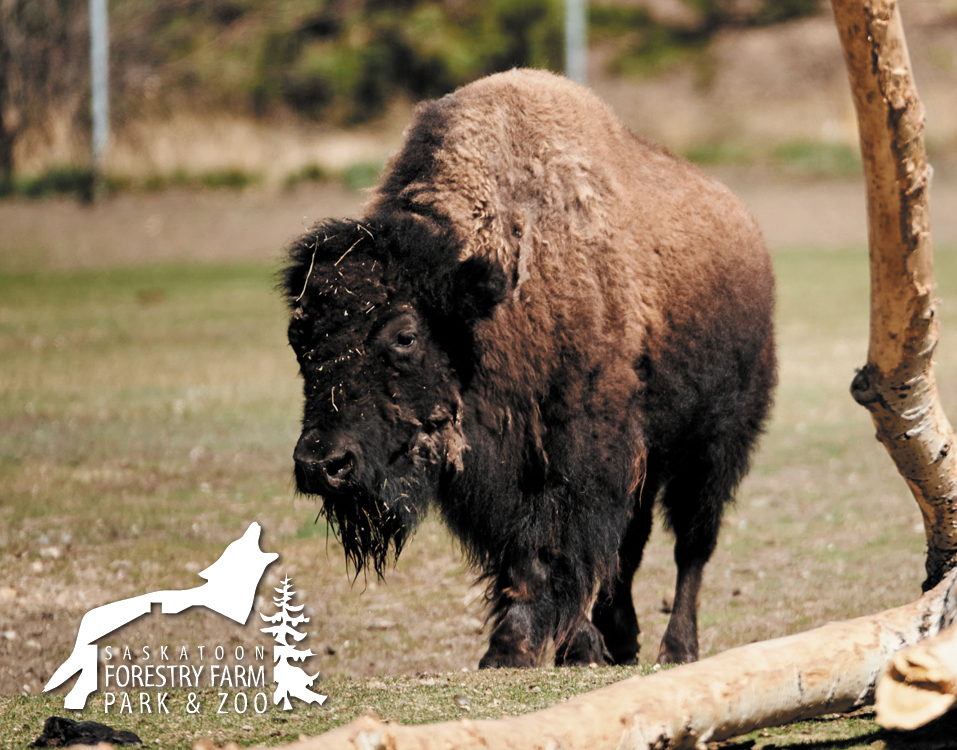 Saskatoon Forestry Farm Park & Zoo | Saskatoon.ca