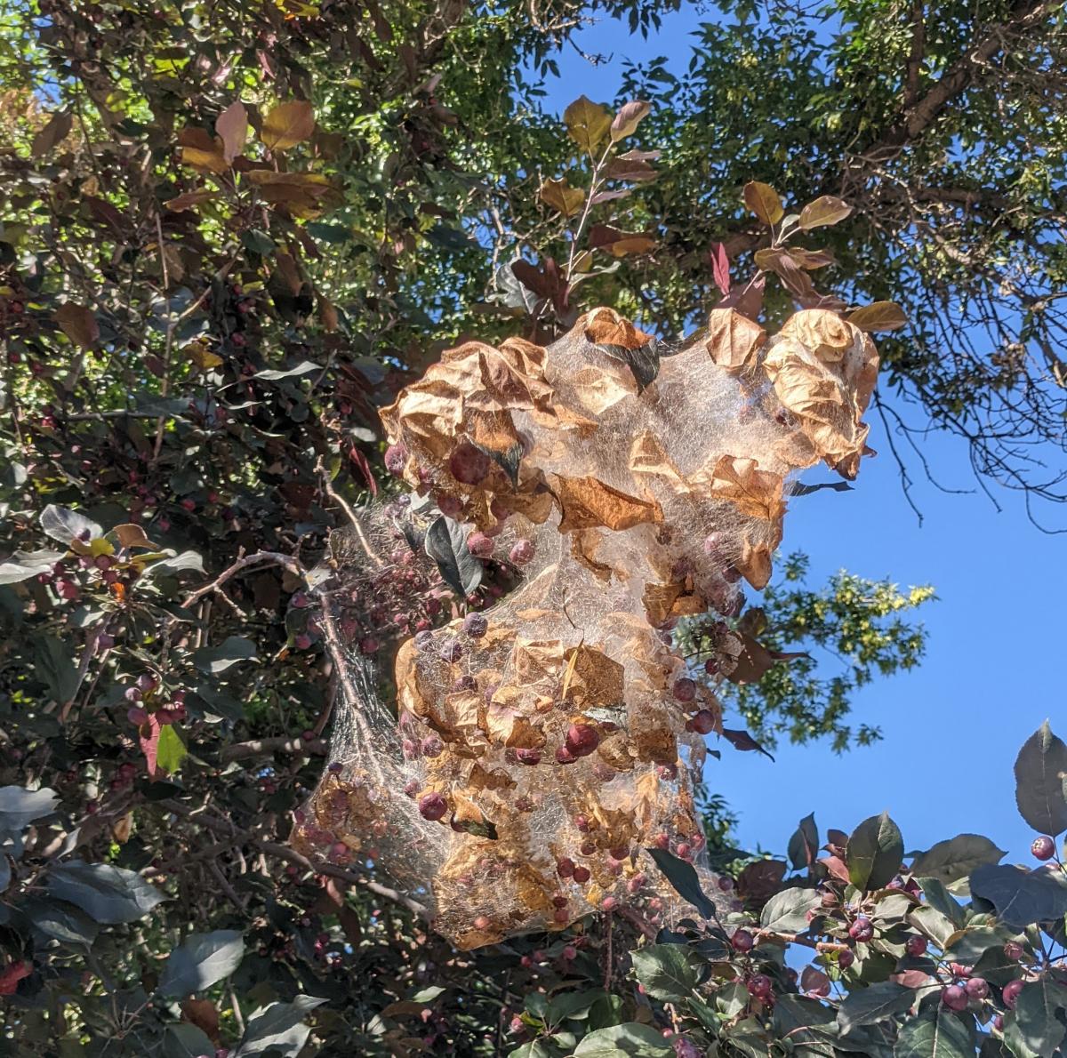 fall webworm