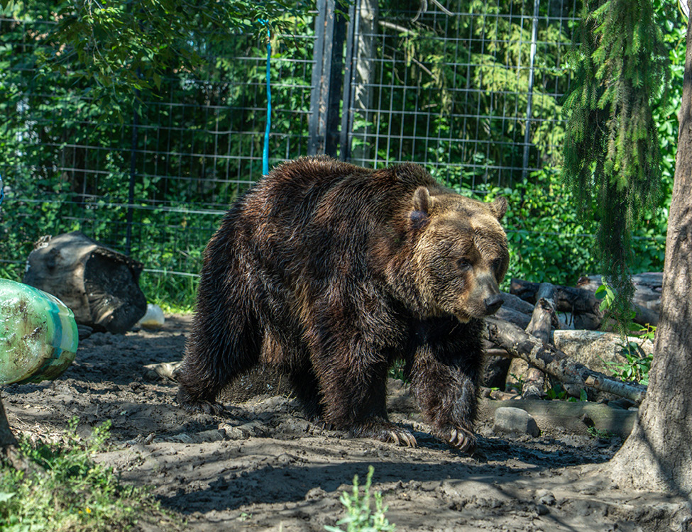 Image 2 Grizzly Bear