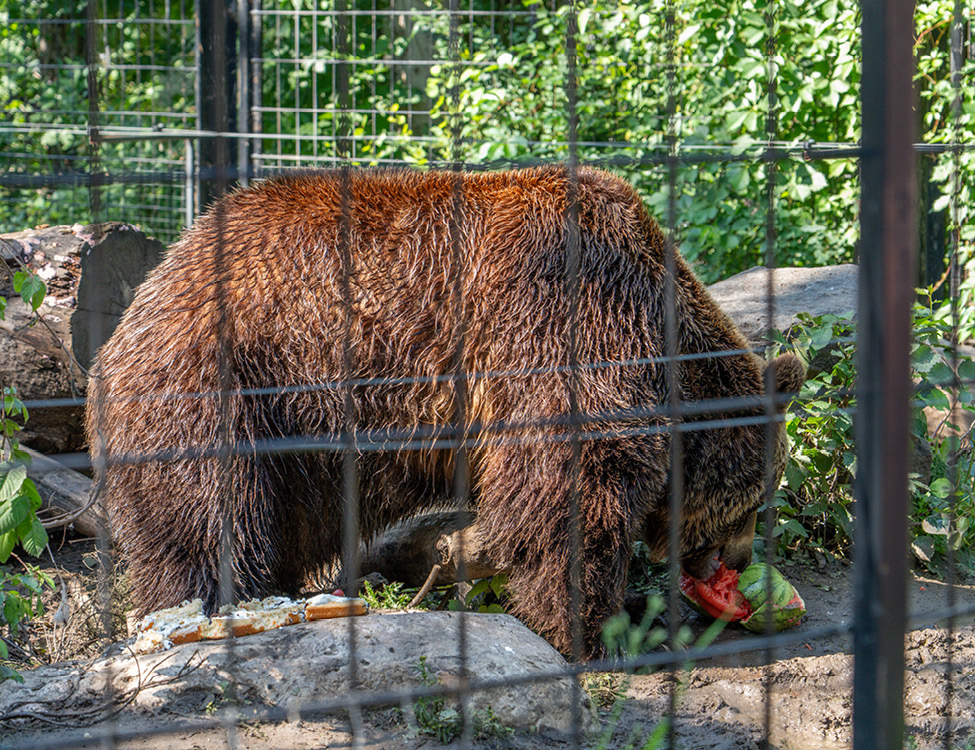 Image 6 Grizzly Bear