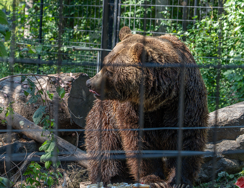 Image 3 Grizzly Bear