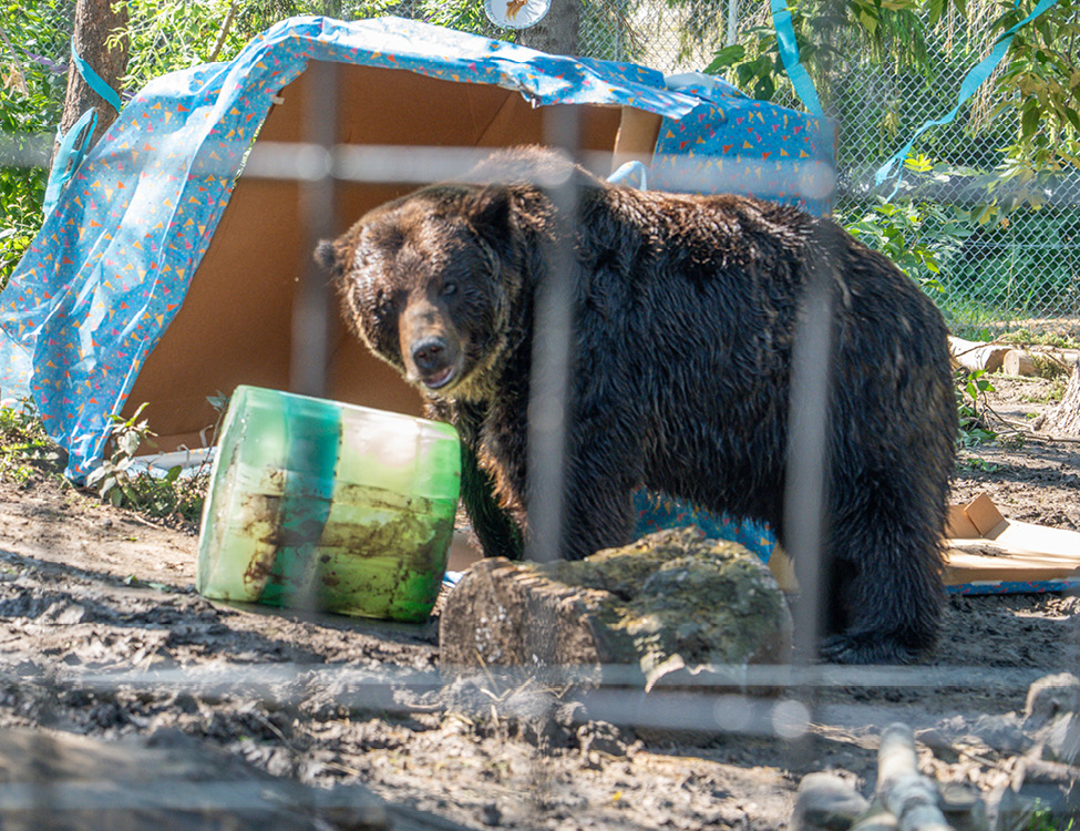 Image 7 Grizzly Bear