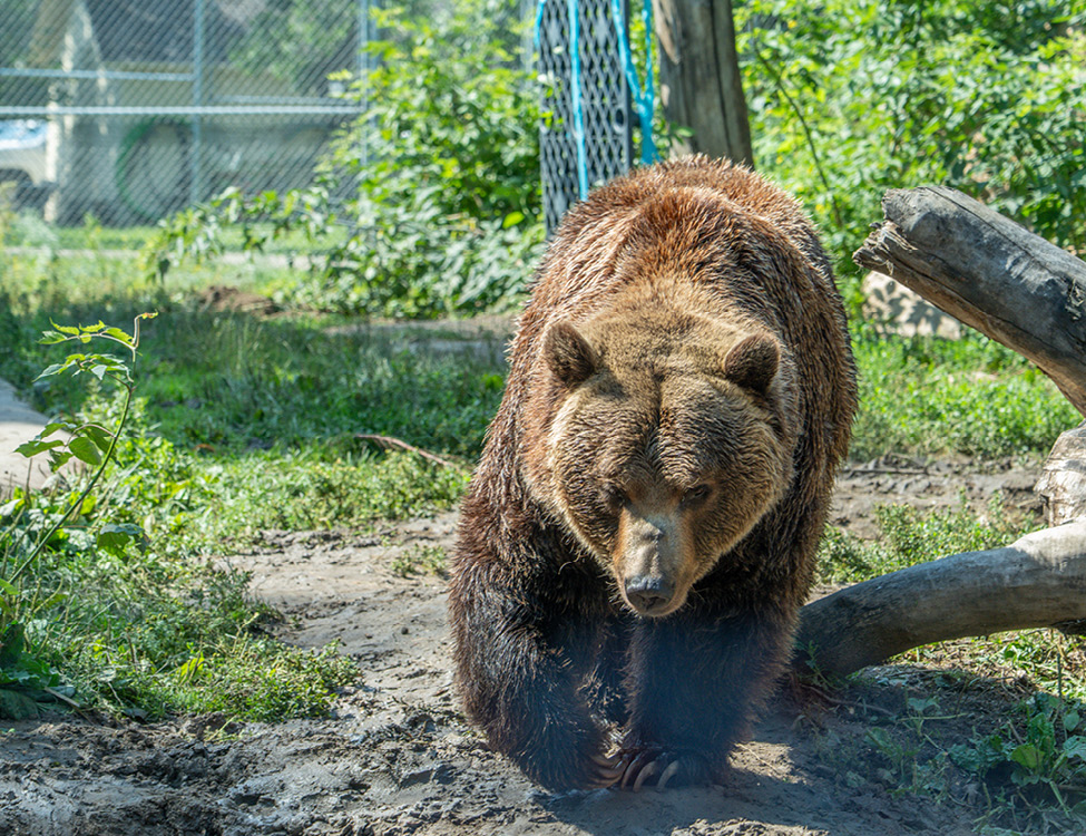 Image 8 Grizzly Bear