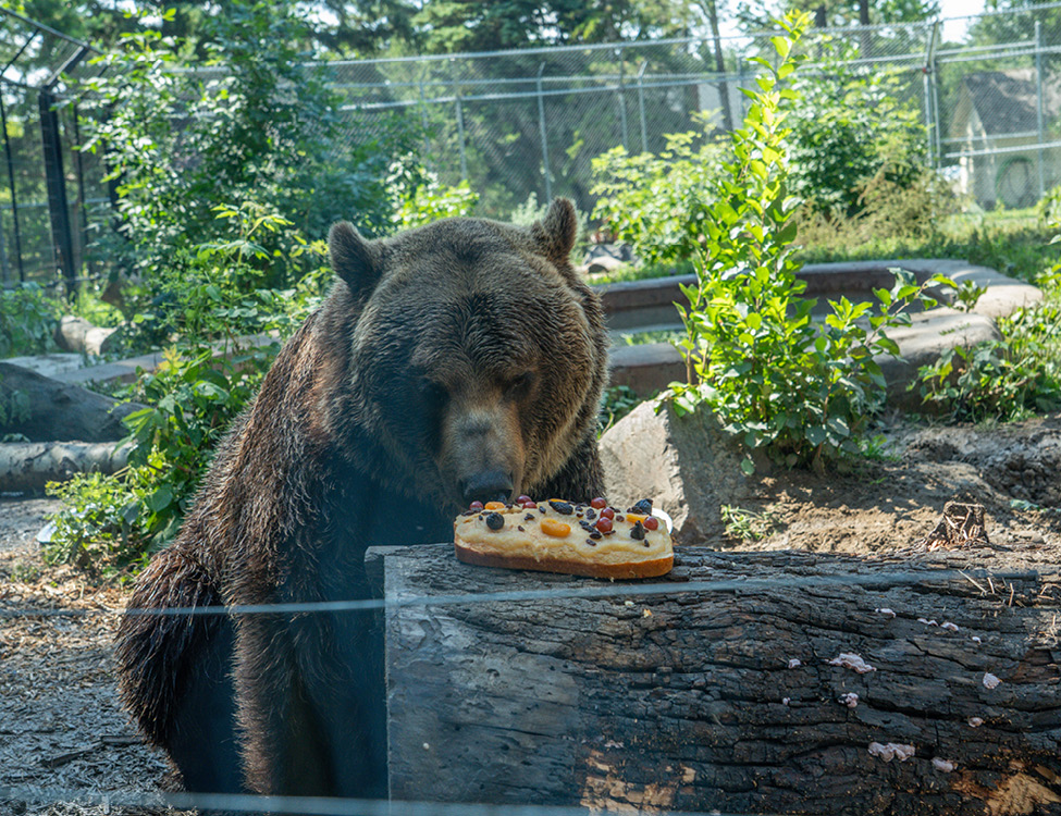 Image 4 Grizzly Bear