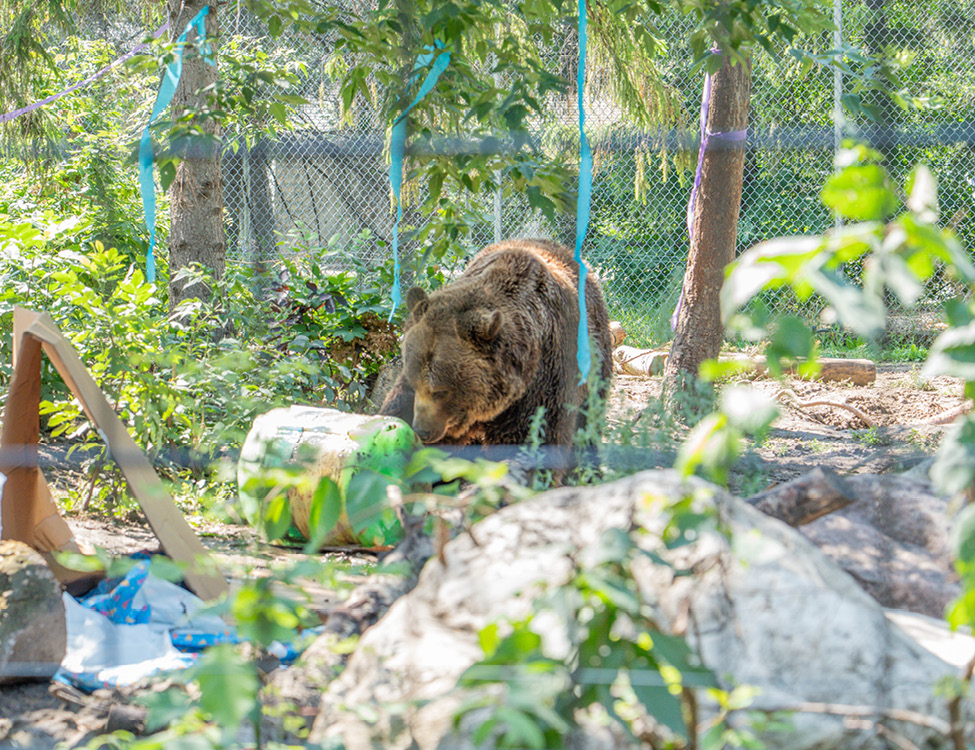 Image 10 Bear