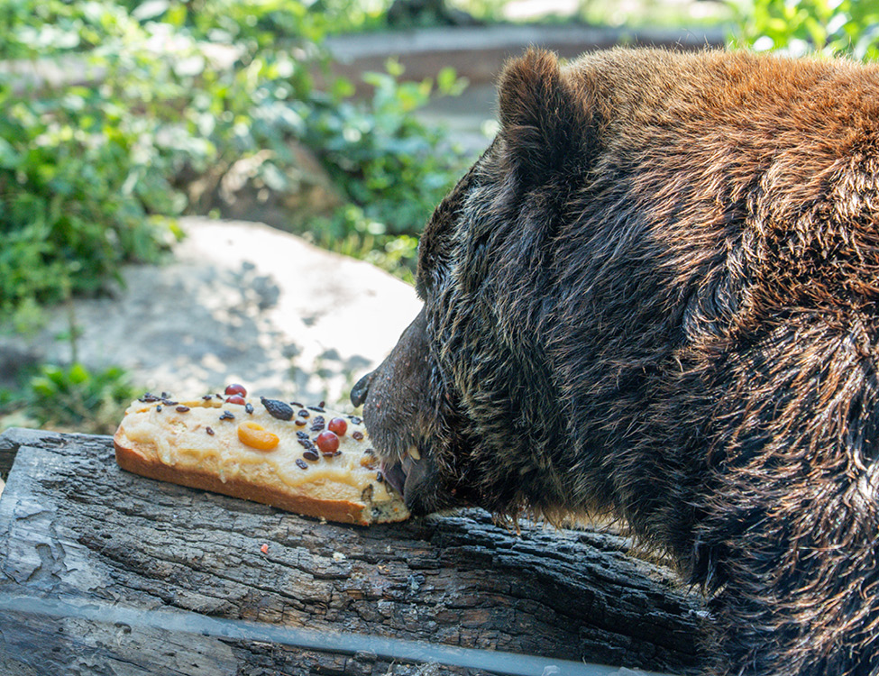 Image 11 Bear eating a cake