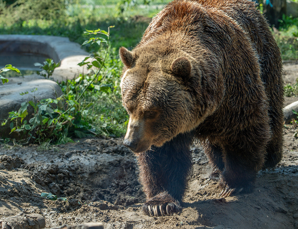 Image 1 Grizzly Bear
