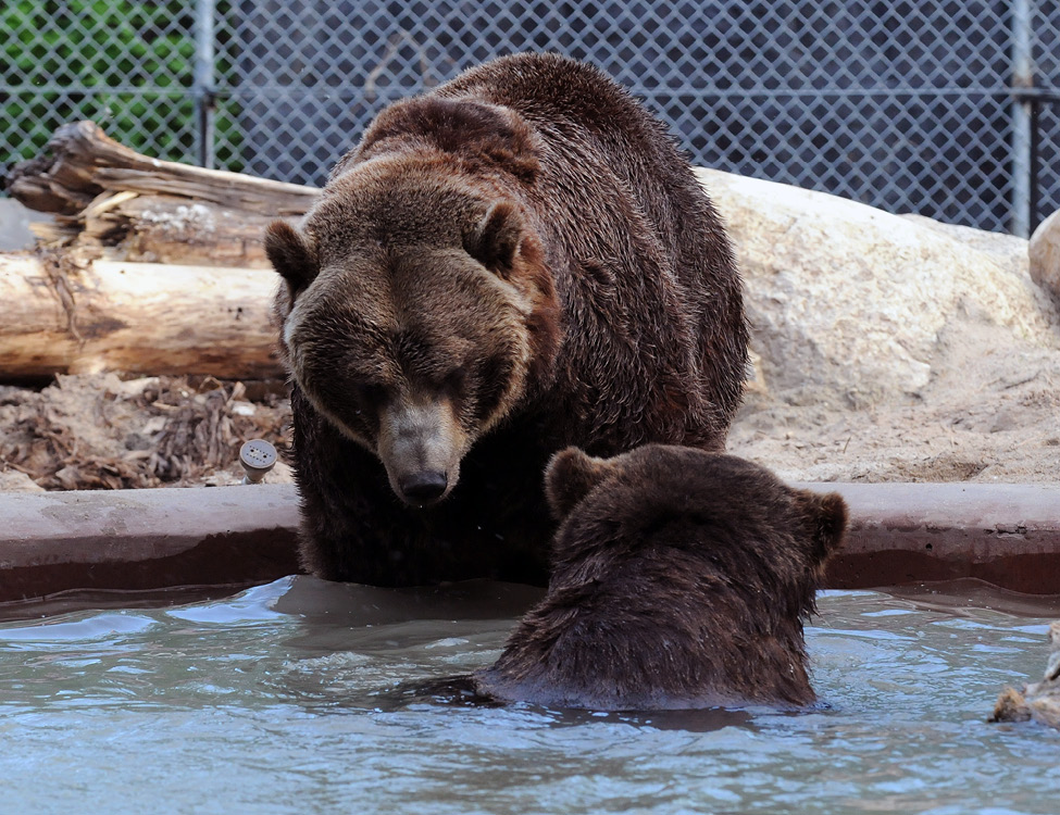 Image 16 grizzly bears swimming