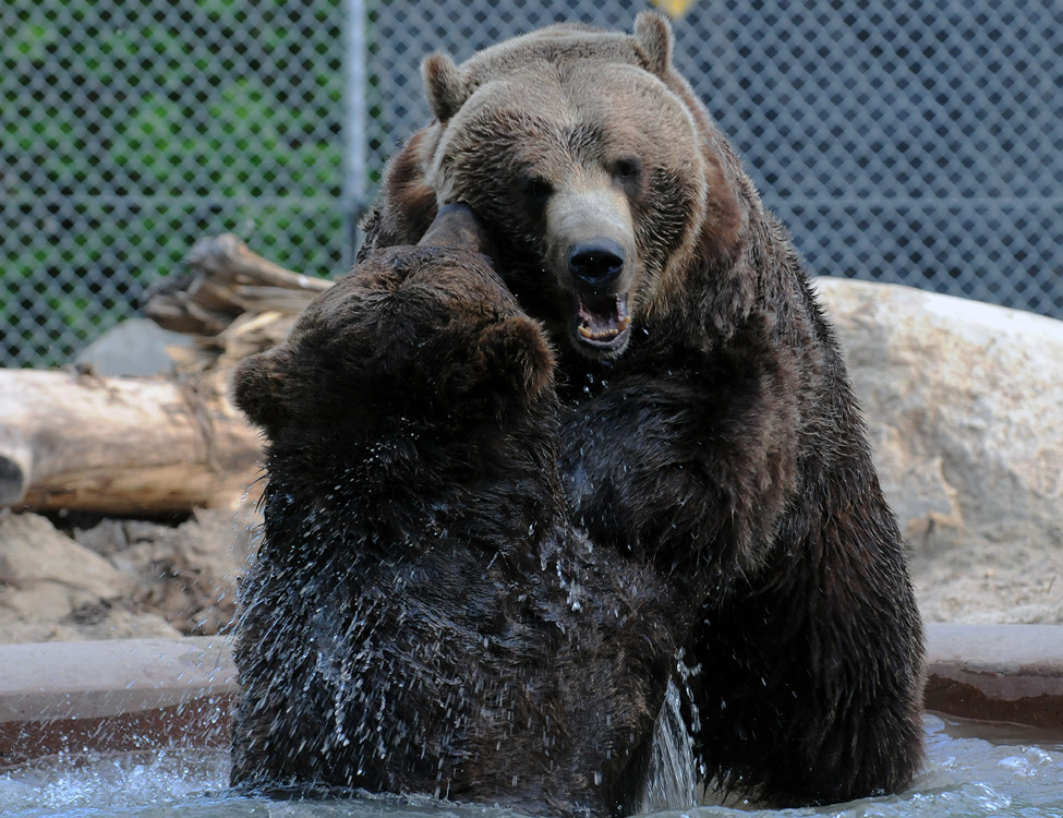 Image 15 Grizzly bears in pool