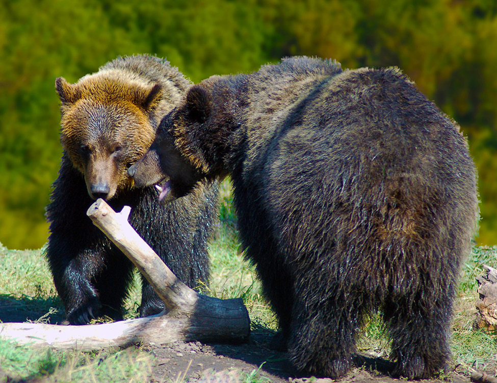 Image 13 two grizzly bears