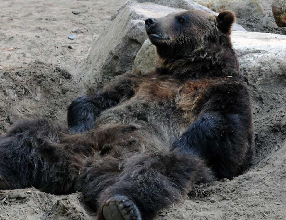 Image 17 Grizzly Bear