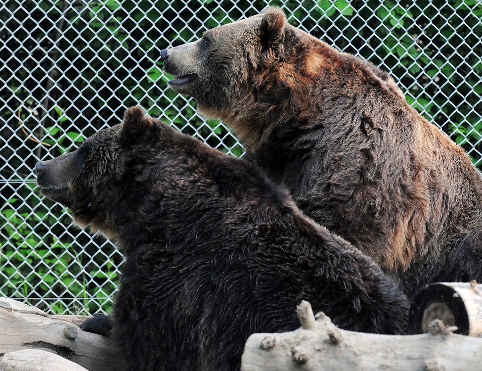 Image 18 grizzly bear