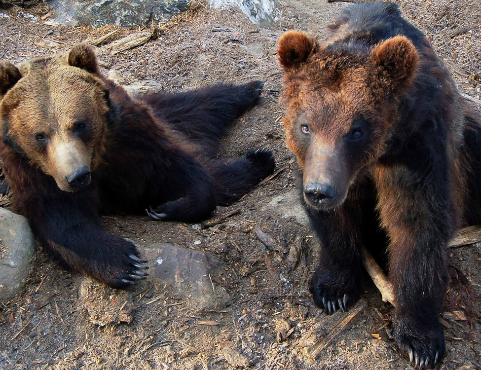 Image 14 grizzly bears