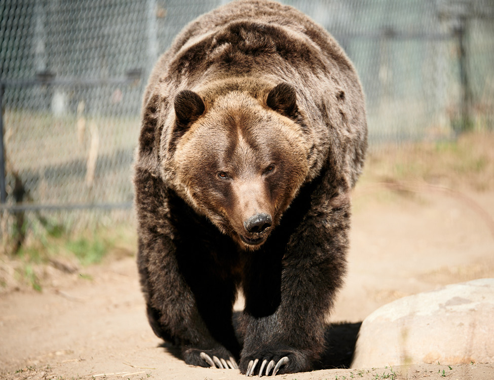 Image 19 Grizzly Bear