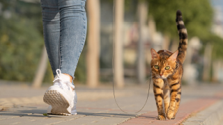 Cat on a Leash