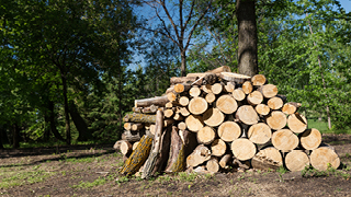 Dutch Elm Disease