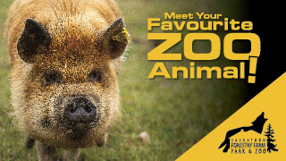 Meet Your Favourite Zoo Animal