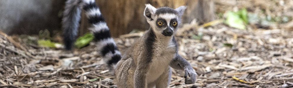 ring tailed lemur