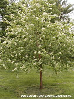 Amur Cherry