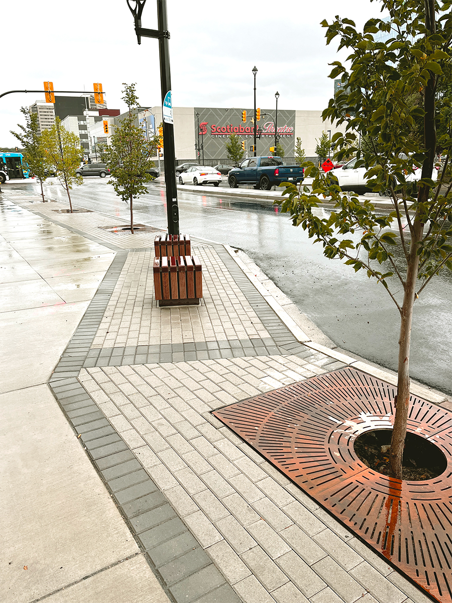 20th Street streetscape featuring new trees, planting area, sidewalks, and benches.