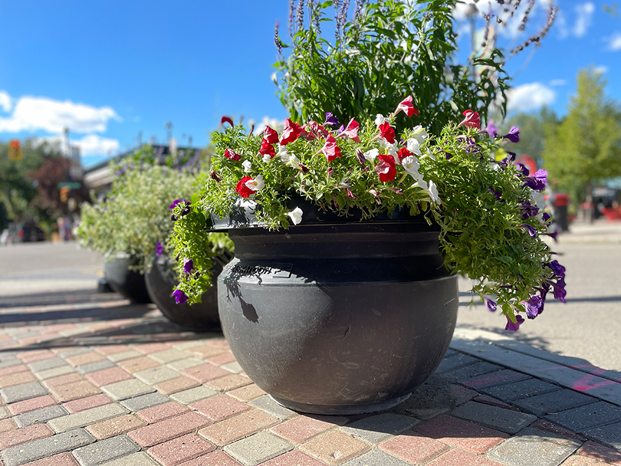 Flower Pot Program - example image of flower pot on street corner. 