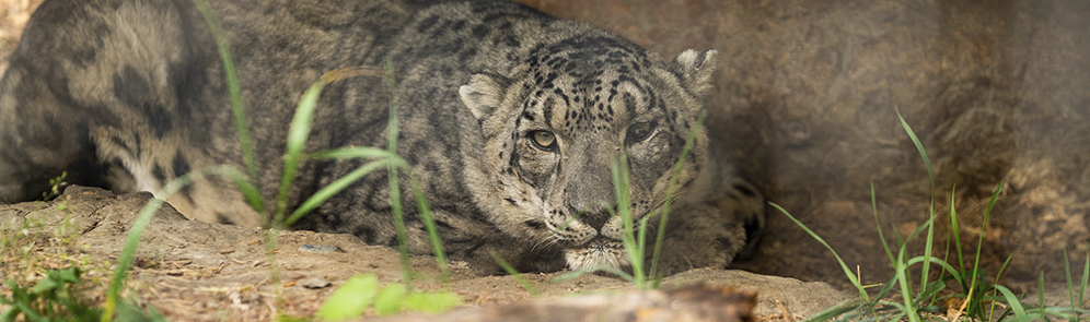 snow leopard