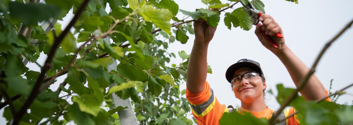 City of Saskatoon worker pruning tree