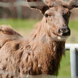 elk