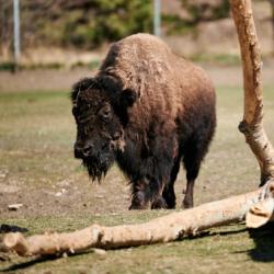 bison