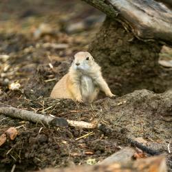 prairie dog