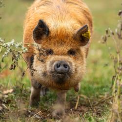 kunekune