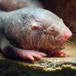 naked mole rat