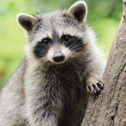 raccoon