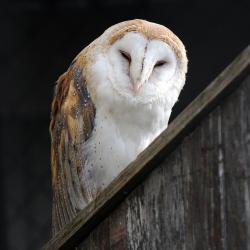 barn owl