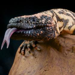 gila monster