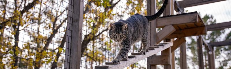 cat in catio