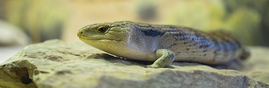 skink